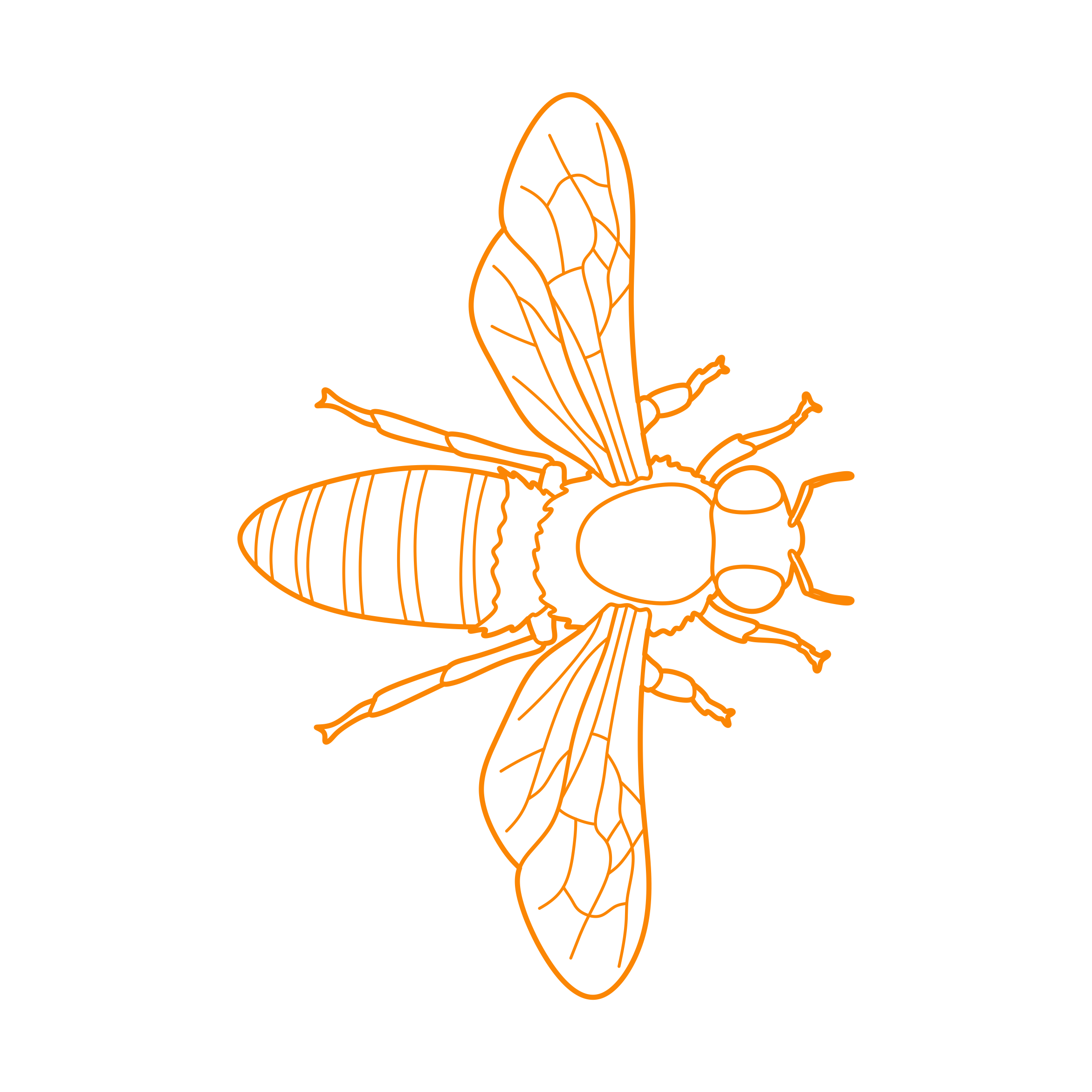 Animals Insects Western Honey Bee Outline Icon Svg Set Free Vectors